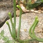 Crassula muscosa Yaprak