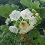 Dombeya burgessiae Λουλούδι