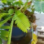 Mimosa pudica Feuille