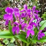 Roscoea humeana Kvet