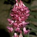 Vicia nigricans Flor