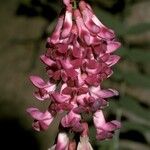 Vicia nigricans Flower