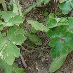 Aquilegia bernardii Folio