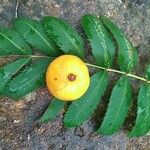 Sorbus domestica ഇല