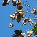 Koelreuteria paniculata ഫലം