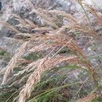 Achnatherum calamagrostis 花