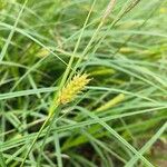 Carex hirtaBloem