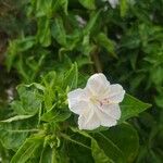 Mirabilis jalapa Кветка