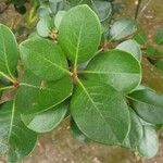 Euclea natalensis Leaf