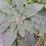 Verbascum phlomoidesLehti