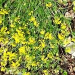 Hippocrepis comosa عادت داشتن