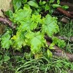 Malva verticillata Folio
