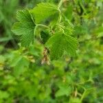 Ribes americanum List