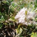 Astragalus sempervirens Blodyn