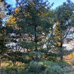 Pinus koraiensis 形態