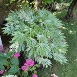 Fatsia japonicaDeilen