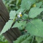 Solanum villosumᱵᱟᱦᱟ