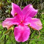 Rhododendron simsii Λουλούδι