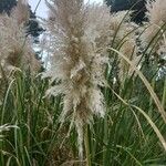 Cortaderia selloanaŽiedas