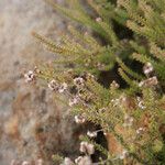 Erica galioides Flor