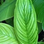 Tacca chantrieri Blad