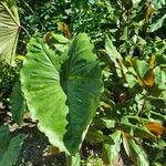 Colocasia esculentaLeaf