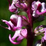 Pedicularis groenlandica Flor