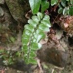 Hemionitis rotundifolia Blatt