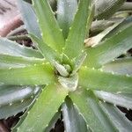 Dyckia brevifoliaBlad