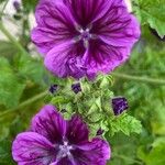 Malva arboreaBlüte