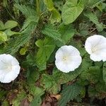 Calystegia silvaticaFlower