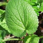 Stachys alpina Leaf