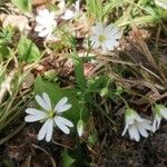 Stellaria holosteaLeht