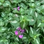 Lamium maculatumBlad