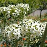 Ornithogalum saundersiae Õis