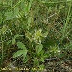 Trifolium retusum ശീലം