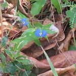 Commelina ensifolia 花