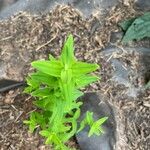 Hypericum mutilum Feuille