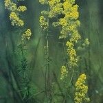 Galium verum Costuma