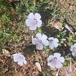 Malva hispanica Flor