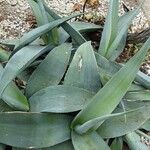 Agave guiengola Hoja