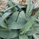 Agave guiengola Blad