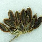 Lomatium engelmannii Frutto