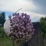 Allium ampeloprasum പുഷ്പം