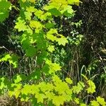 Acer circinatum موطن