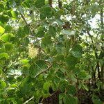 Haematoxylum campechianum Blad