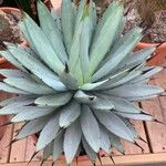 Agave macroacantha Ліст