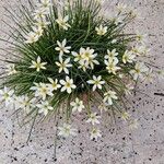 Zephyranthes candida 花