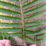 Albizia niopoides Foglia