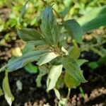 Elaeagnus commutata Leaf